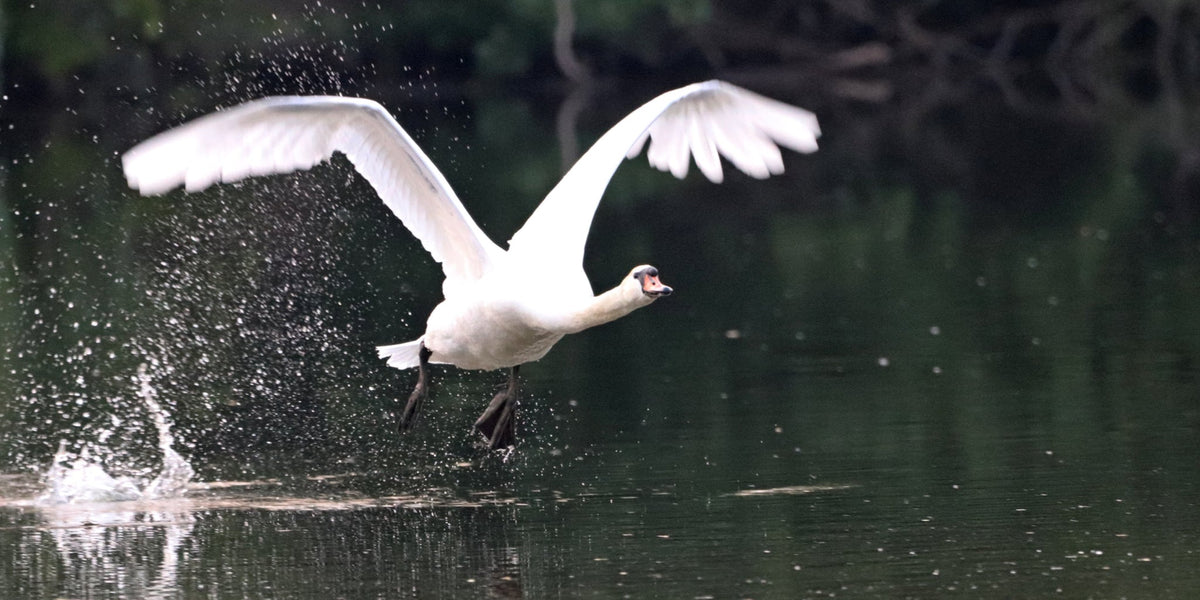 This Bird Has Flown