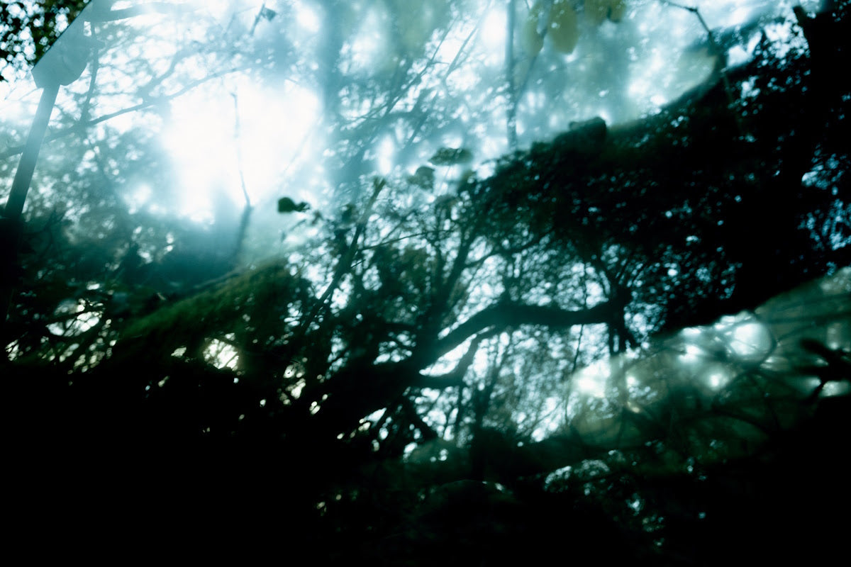 Twilight Schumann Songs